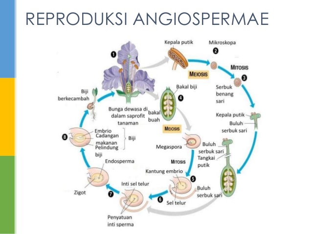 Reproduksi Generatif pada Angiospermae – DUNIA SAINS